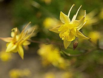 外媒独家爆料《黑暗之魂3：复刻版》开发中 2026年发售